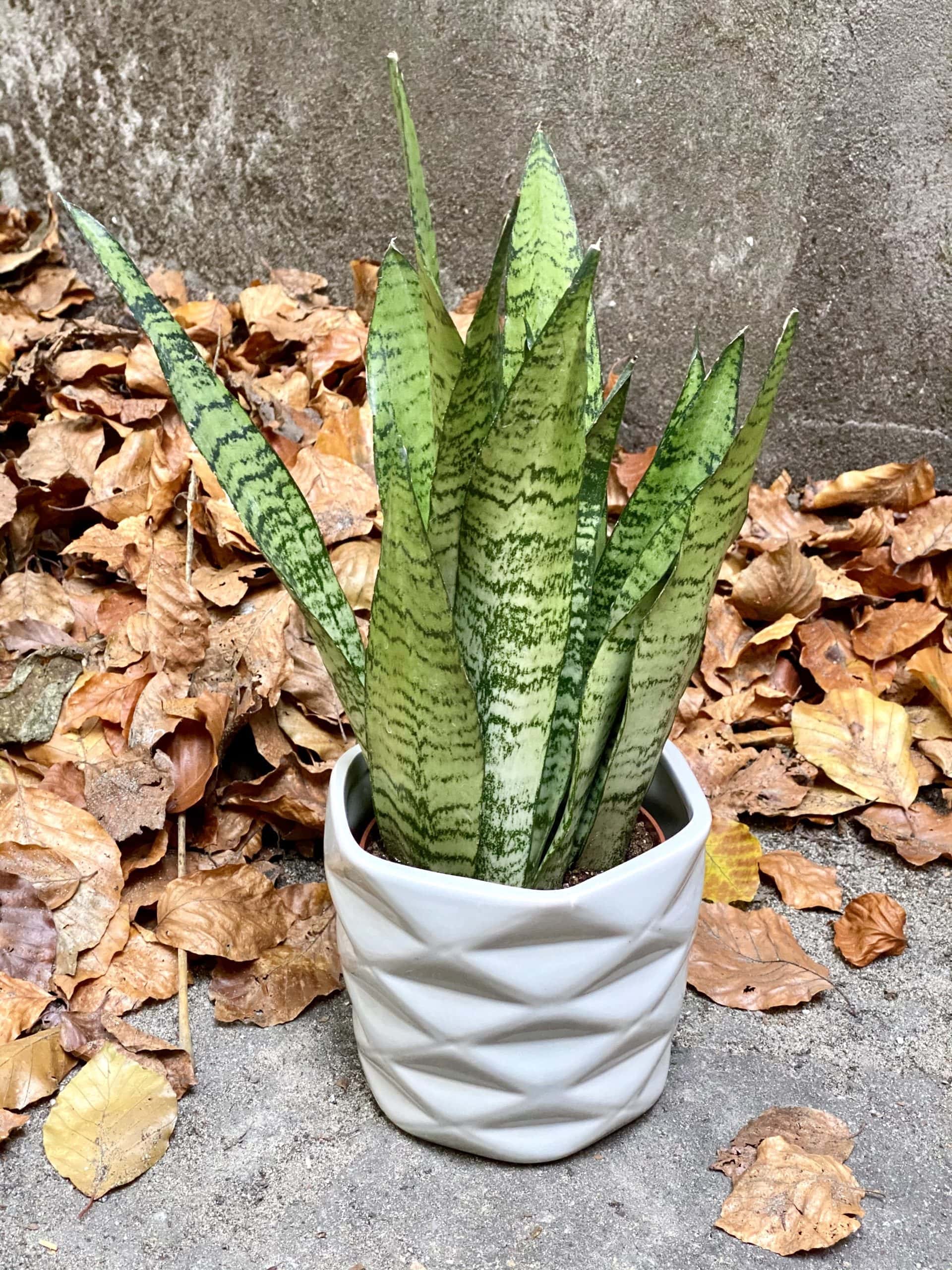 Zdjęcie rośliny Sansevieria Zeylanica, ujęcie 2