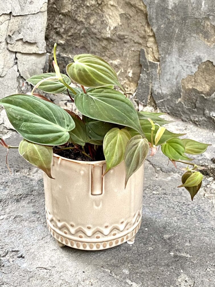 Zdjęcie doniczki lub oslonki: Osłonka Gnoin 11x12 cm, ujęcie 2