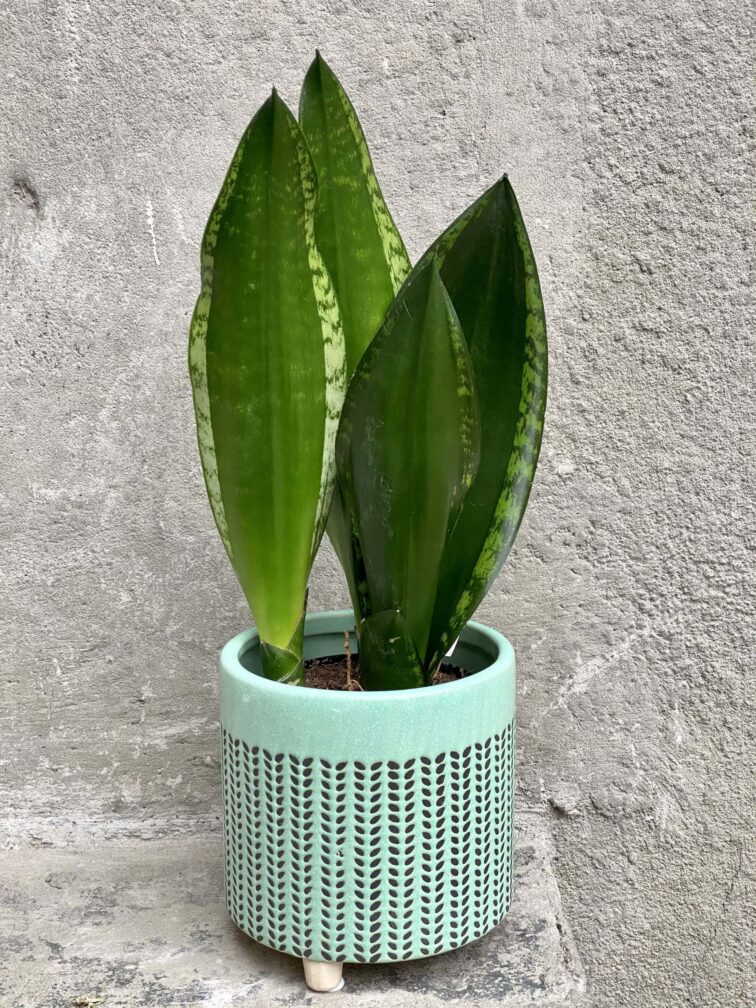 Zdjęcie doniczki lub oslonki: Osłonka Lorien 13x13 cm, ujęcie 2