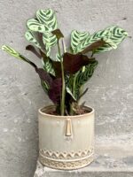 Zdjęcie doniczki lub oslonki: Osłonka Gimli 14x15 cm, ujęcie 2