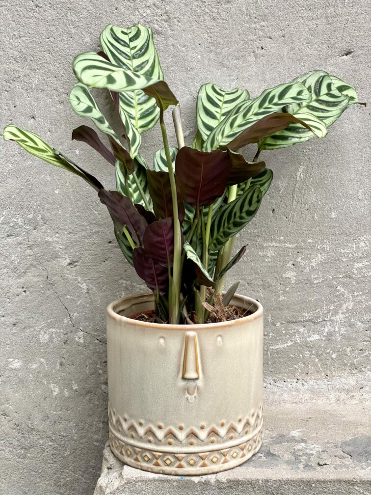 Zdjęcie doniczki lub oslonki: Osłonka Gimli 14x15 cm, ujęcie 2