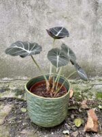 Zdjęcie doniczki lub oslonki: Osłonka Wizna 15x15 cm, ujęcie 2