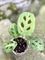 Zdjęcie rośliny Marantha Kerchoveana Variegata, ujęcie 2