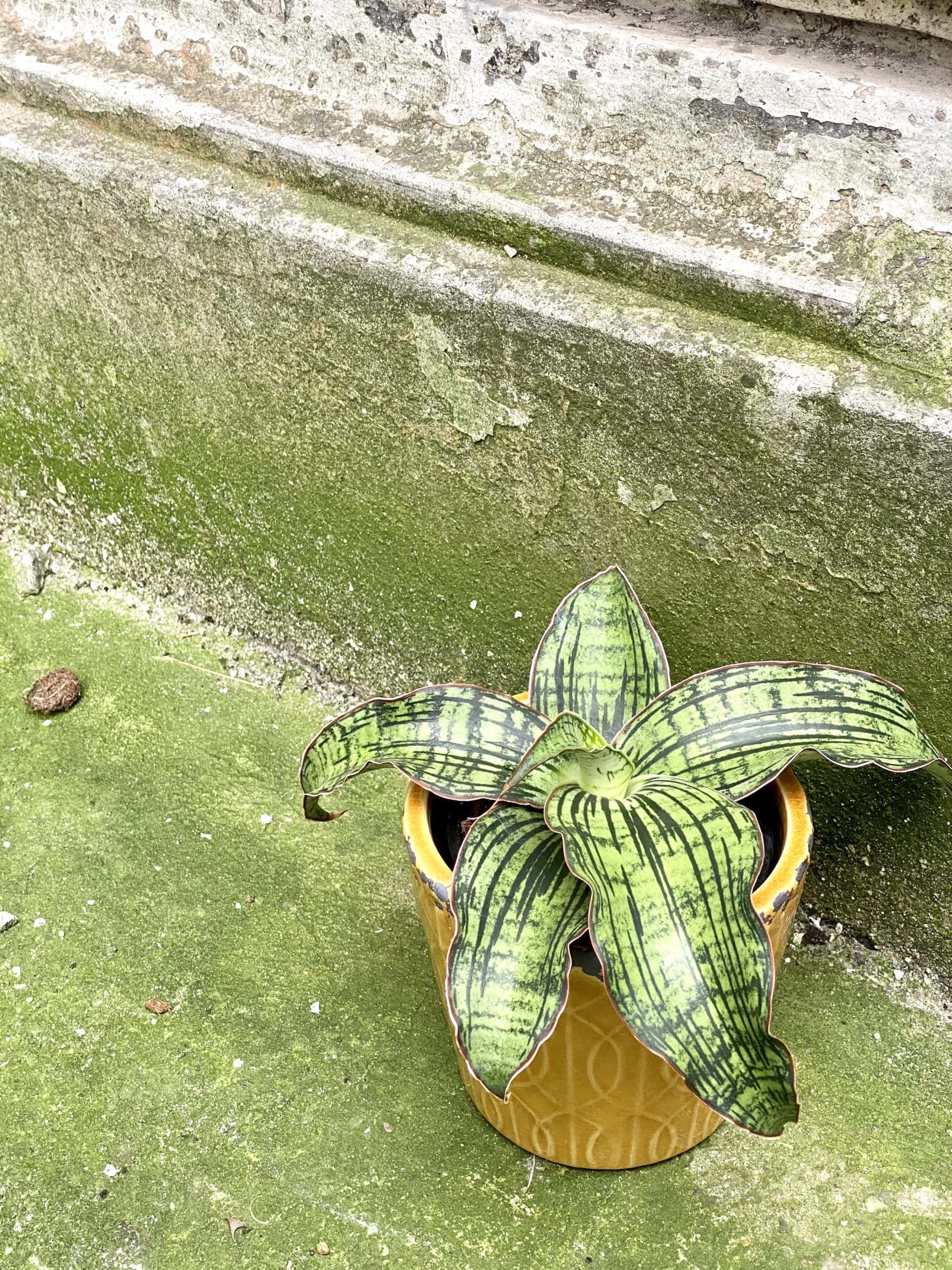 Zdjęcie rośliny Sansevieria Tabby Green, ujęcie 2