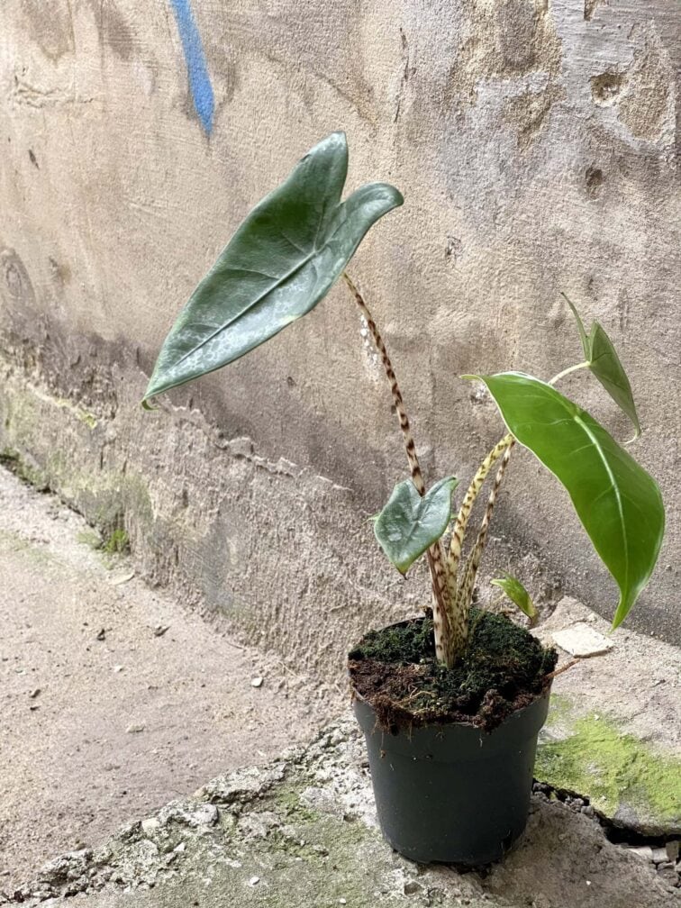Zdjęcie rośliny Alocasia Zebrina, ujęcie 1