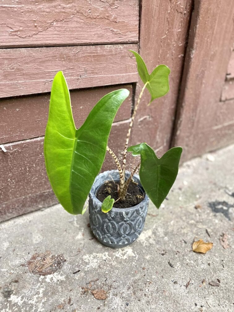 Zdjęcie rośliny Alocasia Zebrina variegata, ujęcie 1