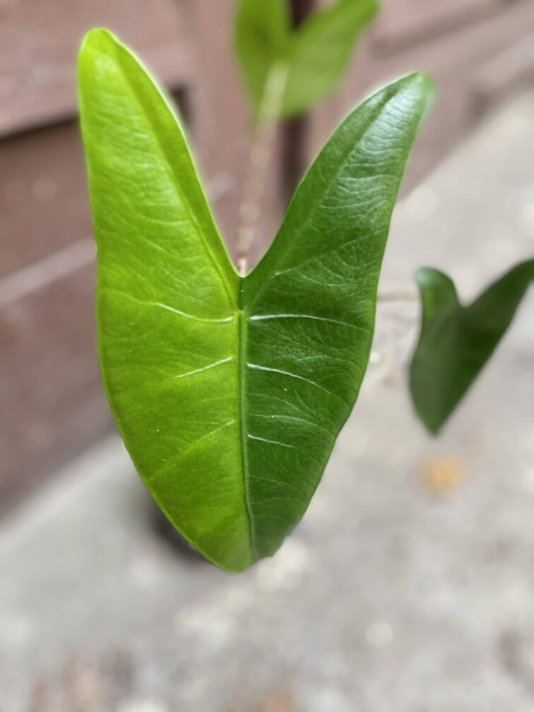 Zdjęcie rośliny Alocasia Zebrina variegata, ujęcie 2