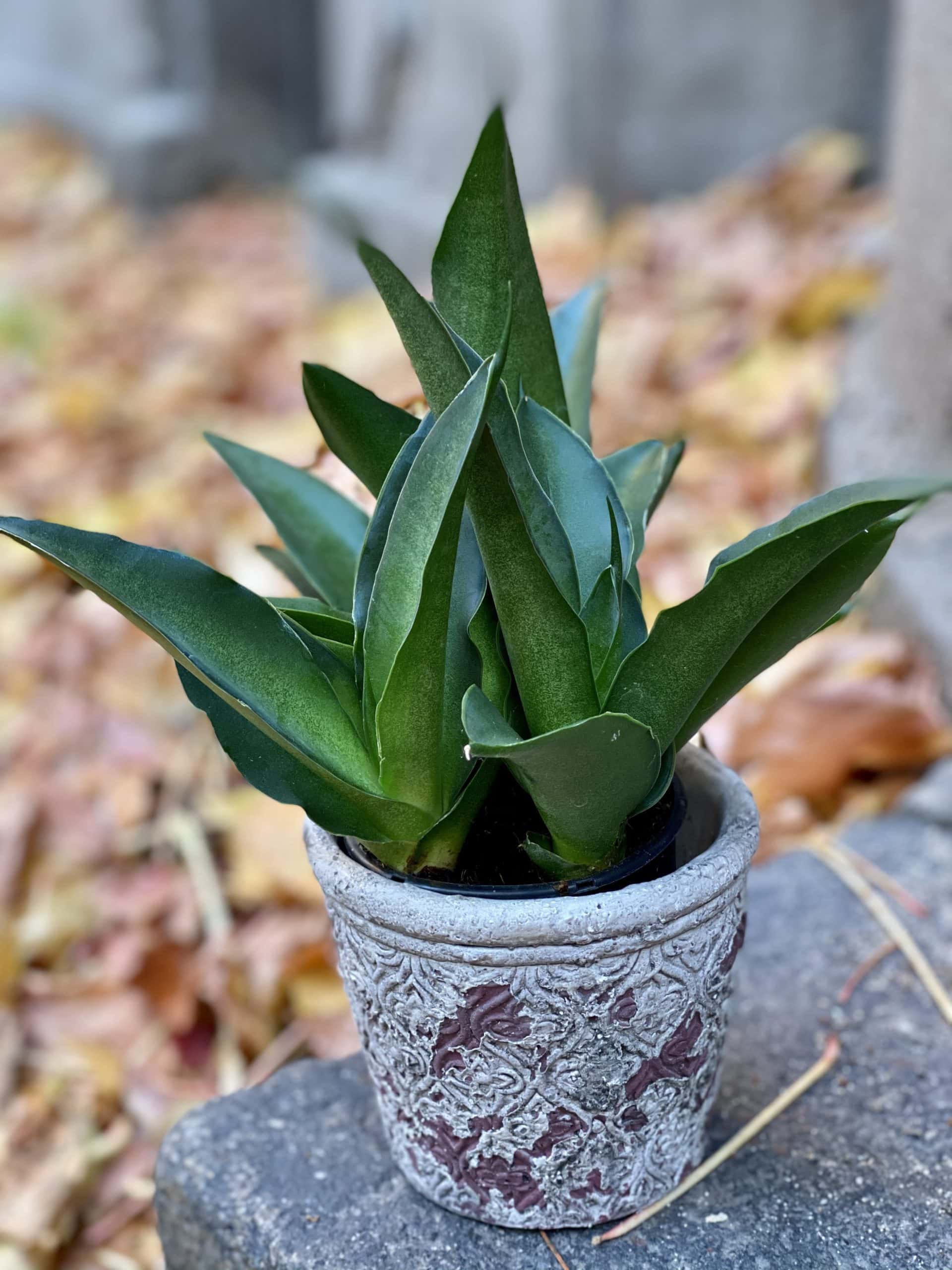 Zdjęcie rośliny Sansevieria Star Iguana, ujęcie 1