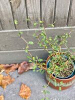 Zdjęcie rośliny Sophora prostrata Little Baby (Perełkowiec), ujęcie 1