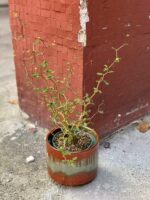 Zdjęcie rośliny Sophora prostrata Little Baby (Perełkowiec), ujęcie 3