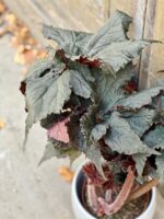 Zdjęcie rośliny Begonia Black Taffeta, ujęcie 2