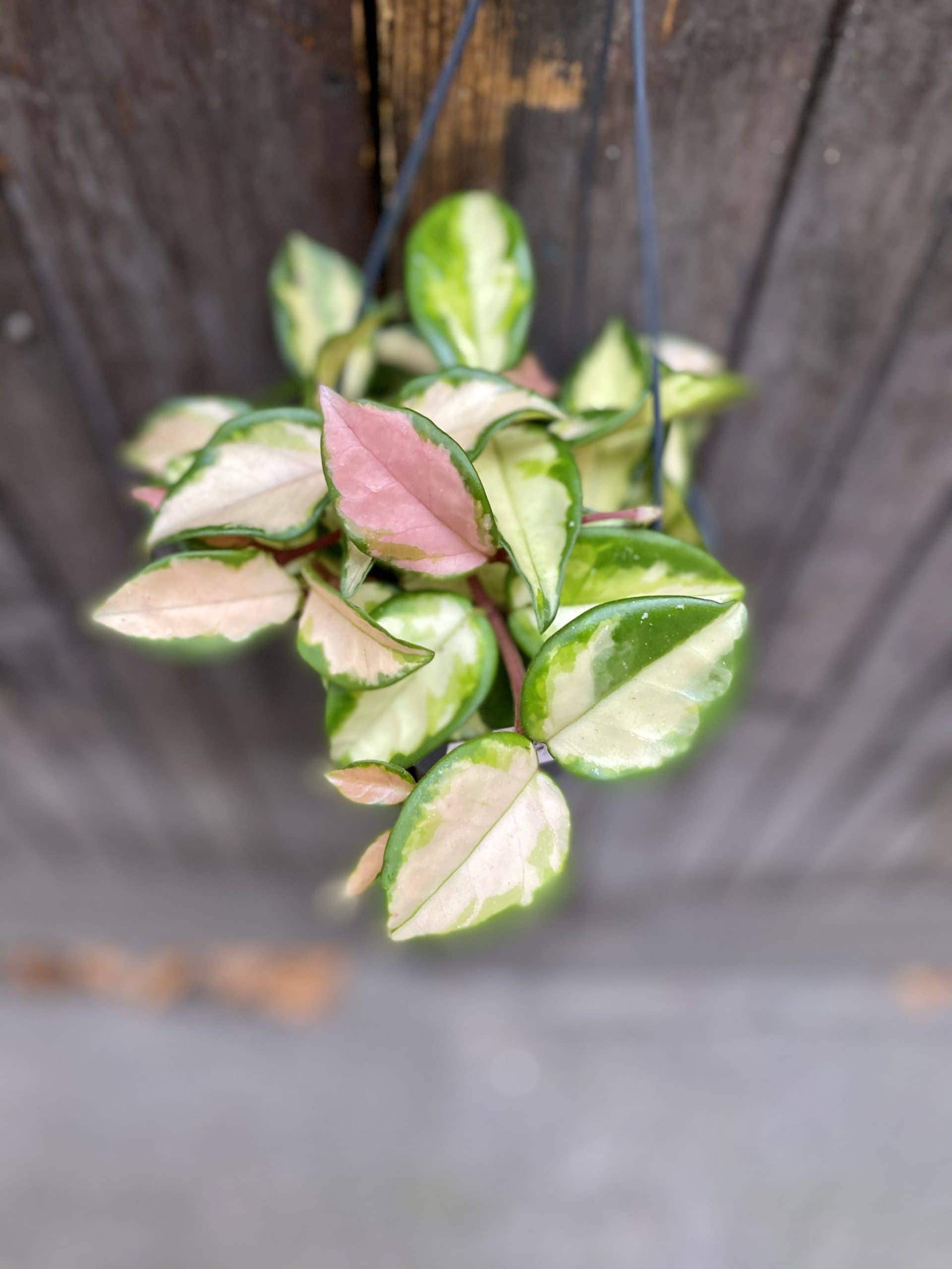 Zdjęcie rośliny Hoya Carnosa Tricolor, ujęcie 2