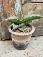 Zdjęcie doniczki lub oslonki: Osłonka Akropol 9x10 cm, ujęcie 2