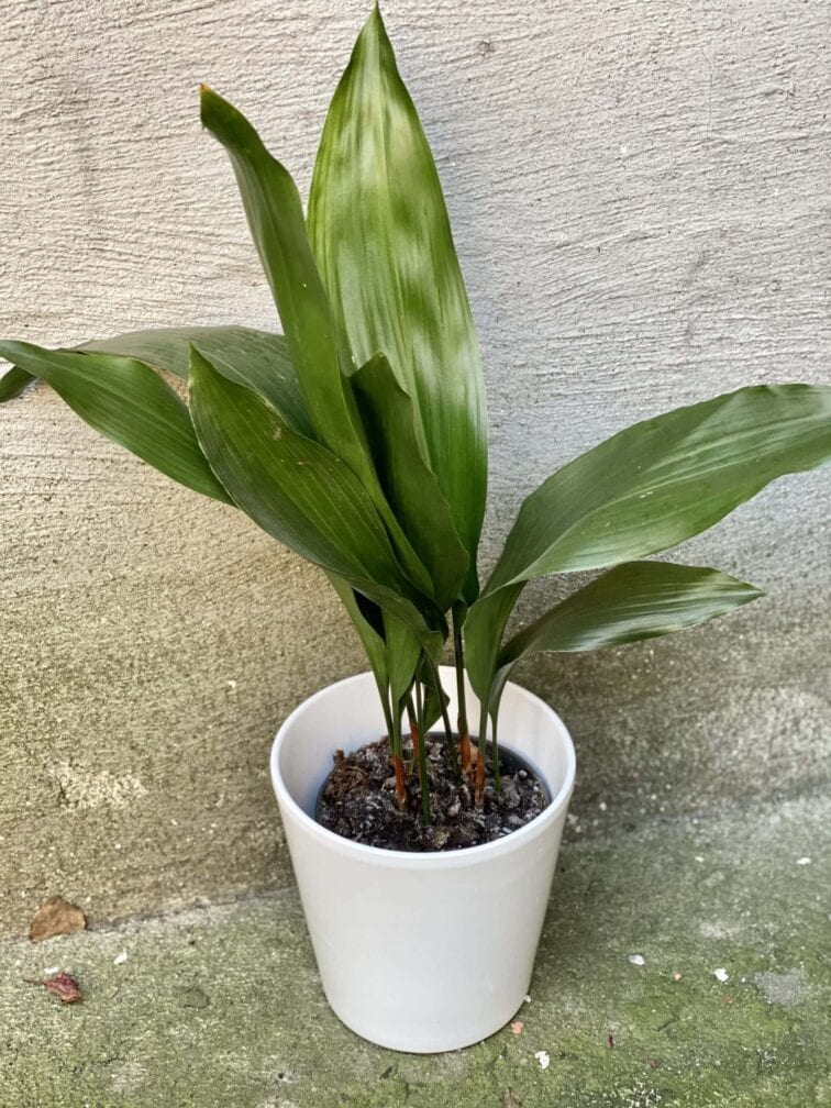 Zdjęcie doniczki lub oslonki: Osłonka Winter 18x19 cm, ujęcie 2