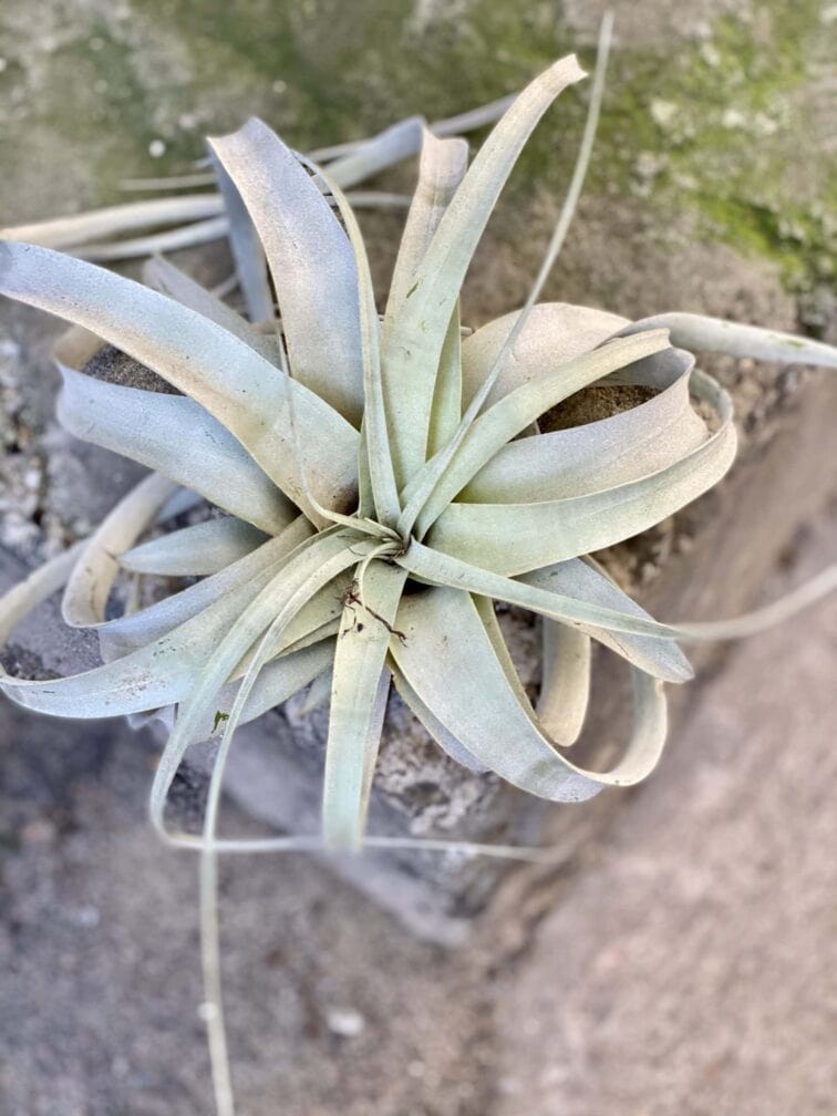 Zdjęcie rośliny Tillandsia xerograph, ujęcie 3