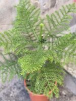 Zdjęcie rośliny Araucaria, ujęcie 2