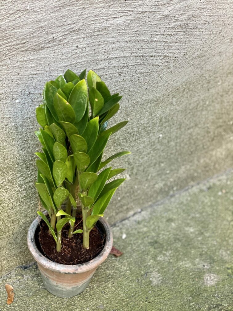 Zdjęcie doniczki lub oslonki: Osłonka Akropol 11x11 cm, ujęcie 2