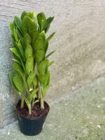 Zdjęcie rośliny Zamioculcas zamicro, ujęcie 1