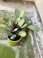 Zdjęcie doniczki lub oslonki: Osłonka Dakota 12x12 cm, ujęcie 2