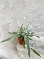 Zdjęcie rośliny Platycerium veitchii (Braam), ujęcie 1