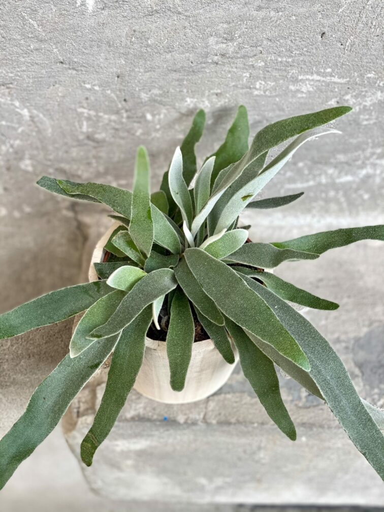 Zdjęcie rośliny Platycerium veitchii (Braam), ujęcie 2