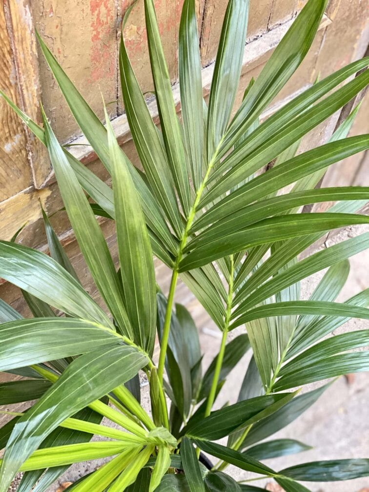 Zdjęcie rośliny Howea Forsteriana, ujęcie 2