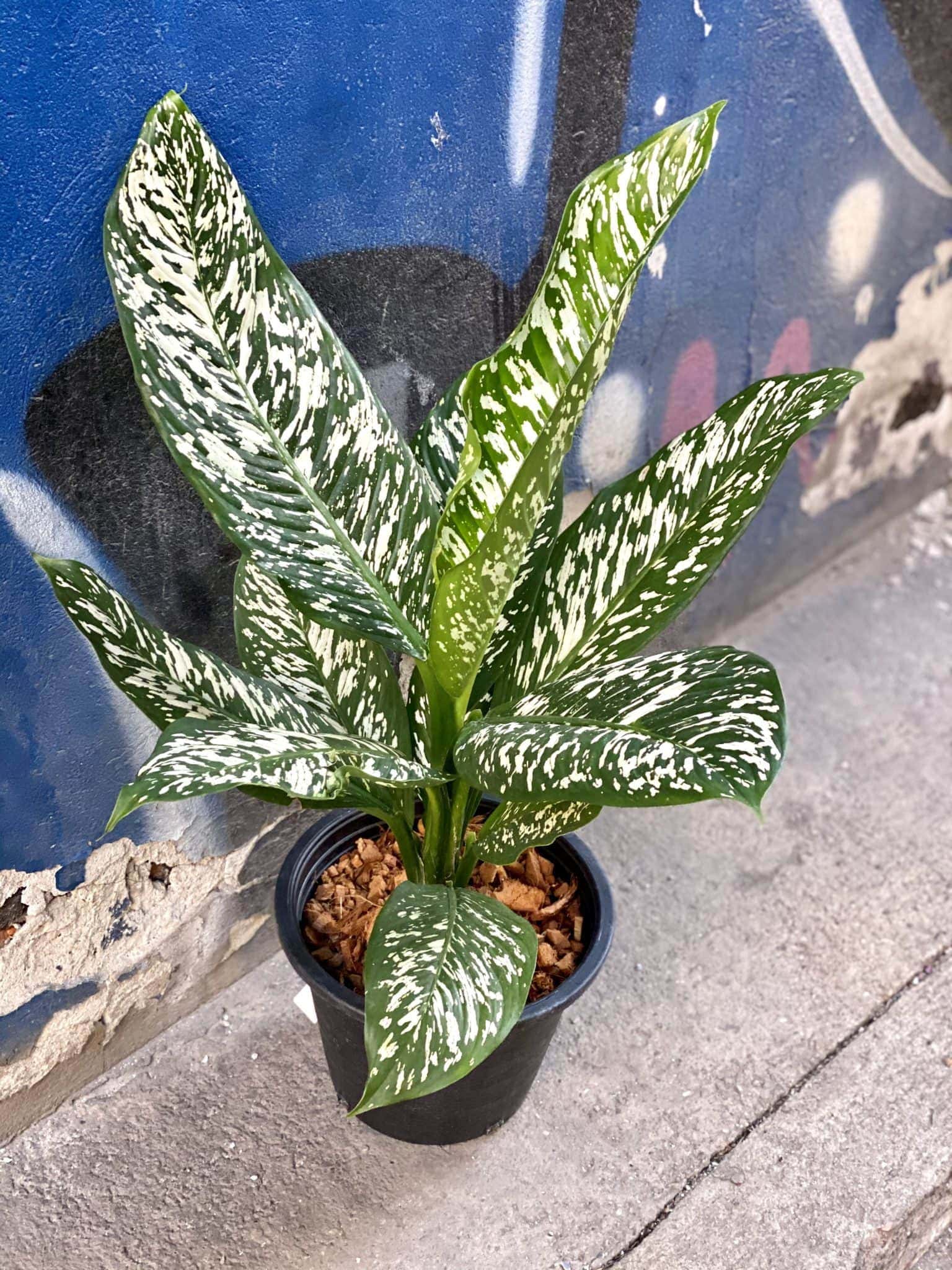 Dieffenbachia White Etna - Jungle Boogie