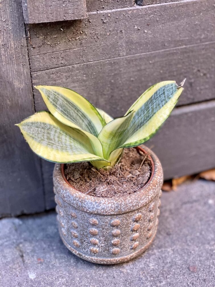 Zdjęcie doniczki lub oslonki: Osłonka Rusty 9x9 cm, ujęcie 2