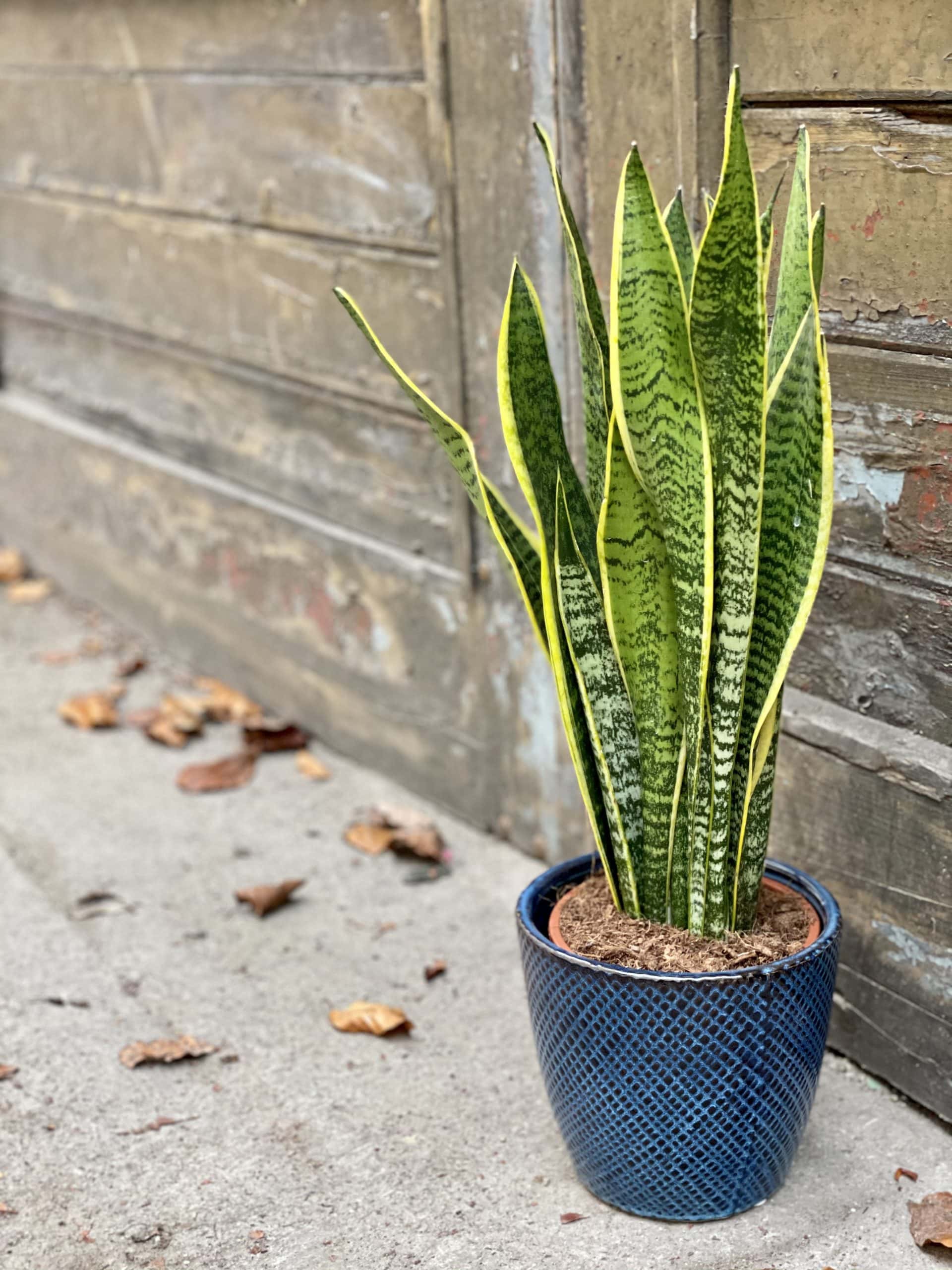 Zdjęcie rośliny Sansevieria Laurenti, ujęcie 1