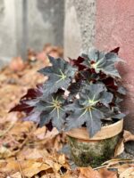 Zdjęcie rośliny Begonia "Black Fang", ujęcie 1