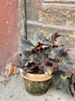 Zdjęcie rośliny Begonia "Black Fang", ujęcie 2