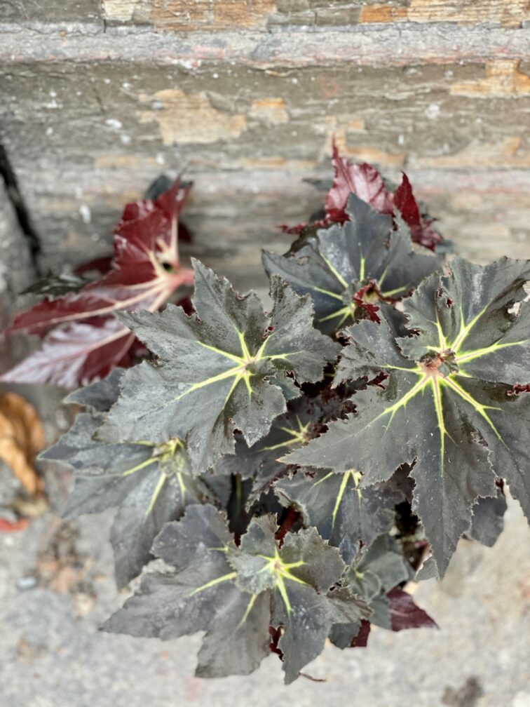 Zdjęcie rośliny Begonia "Black Fang", ujęcie 3