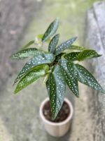 Zdjęcie rośliny Begonia Tamaya, ujęcie 2