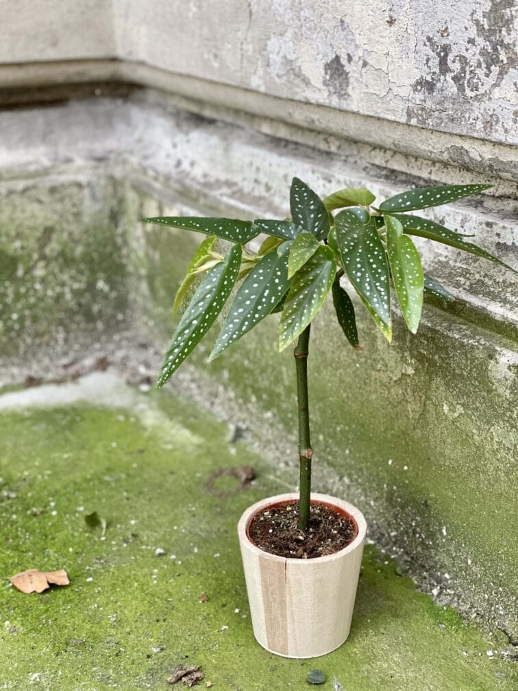 Zdjęcie rośliny Begonia Tamaya, ujęcie 3