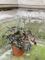 Zdjęcie rośliny Begonia Evy, ujęcie 2