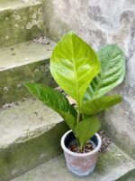 Zdjęcie rośliny Anthurium King, ujęcie 1