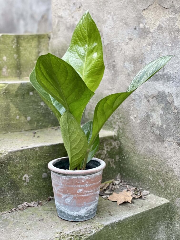 Zdjęcie rośliny Anthurium King, ujęcie 2