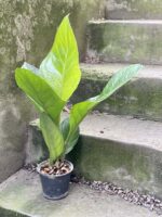 Zdjęcie rośliny Anthurium King, ujęcie 3