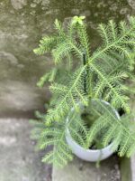 Zdjęcie rośliny Araucaria, ujęcie 2