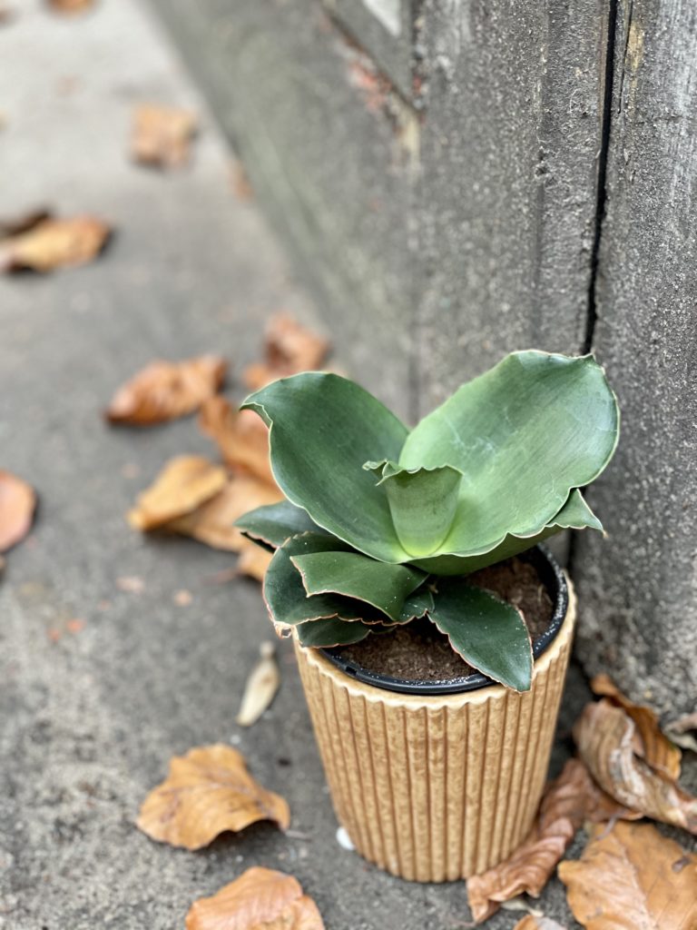 Sansevieria cylindrica Star Rose - Jungle Boogie