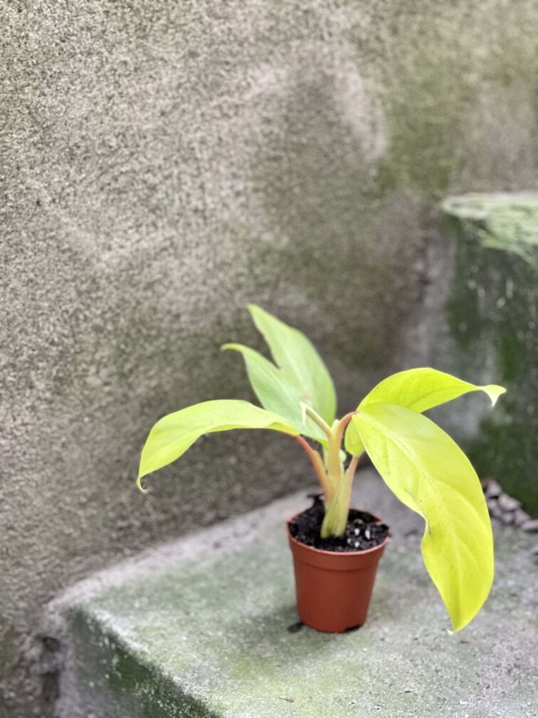 Zdjęcie rośliny Philodendron Malay Gold, ujęcie 2