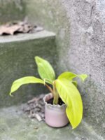Zdjęcie rośliny Philodendron Malay Gold, ujęcie 3