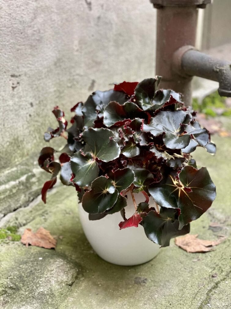 Zdjęcie rośliny Begonia erytrophylla "Black Jungle", ujęcie 3