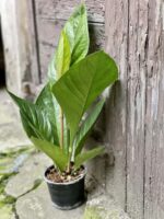 Zdjęcie rośliny Anthurium jenmanii, ujęcie 2