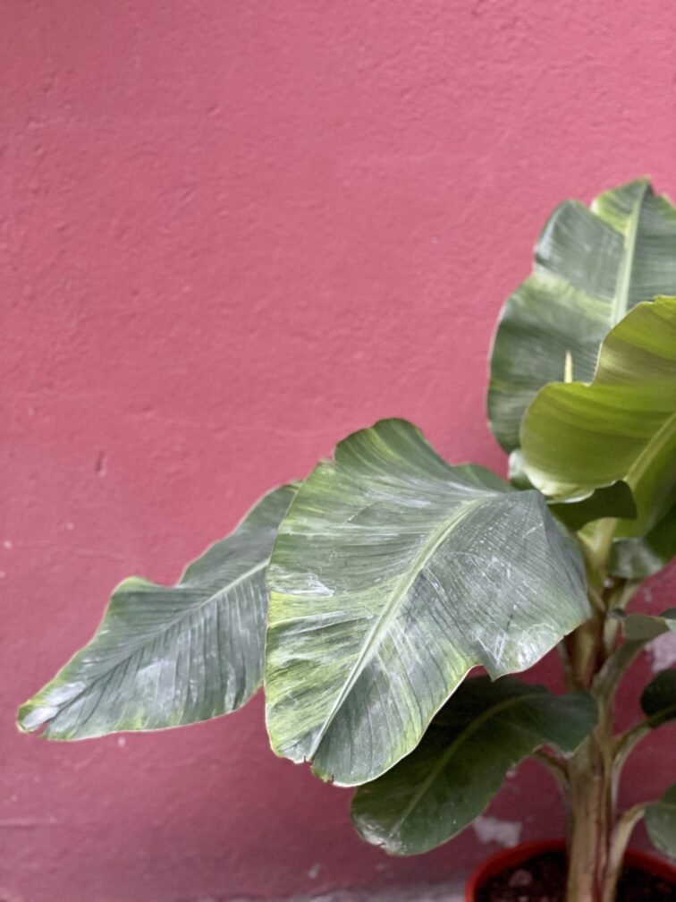 Zdjęcie rośliny Musa Dwarf Cavendish "variegata", ujęcie 2