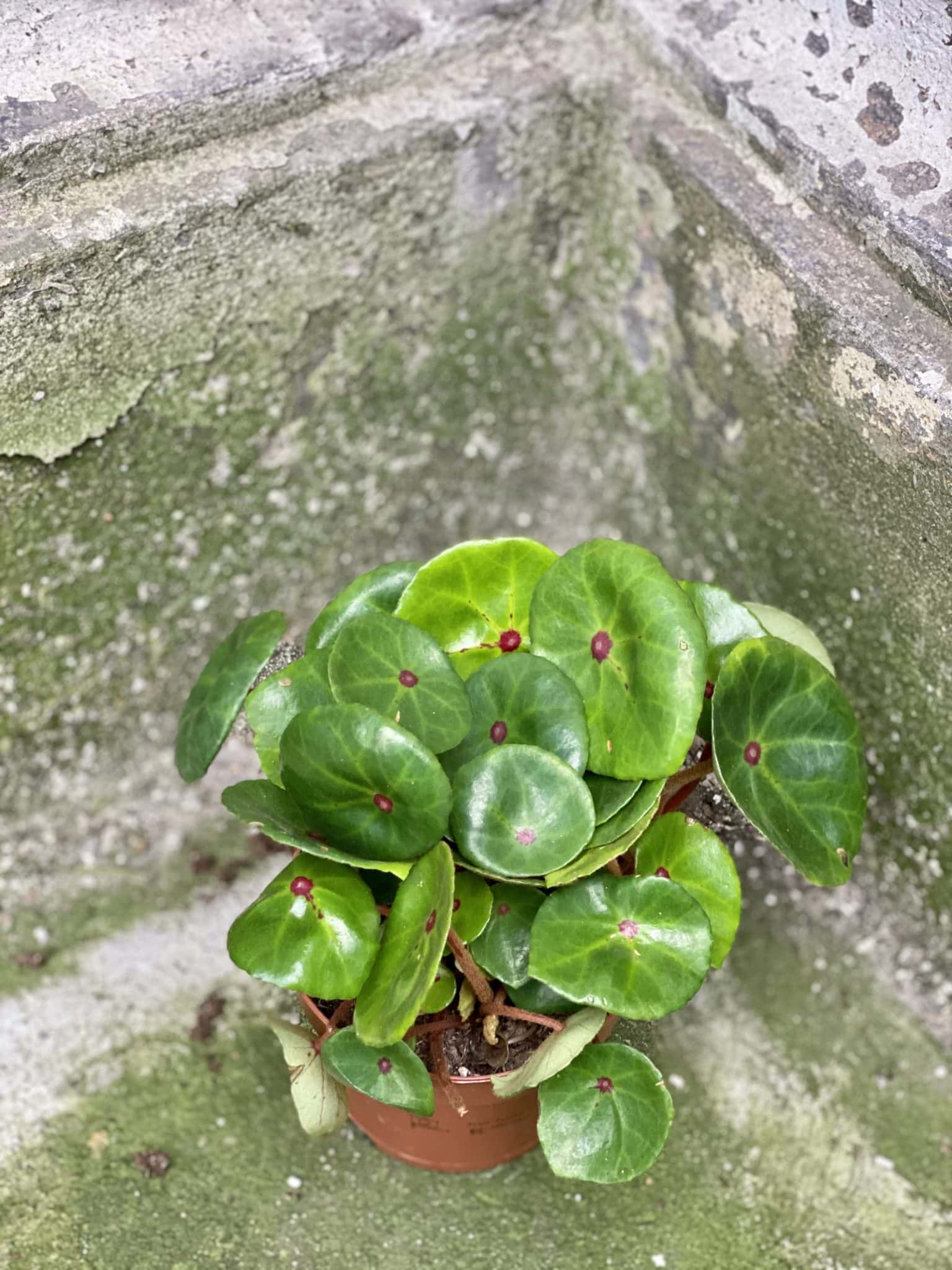 Begonia conchifolia Red Ruby Jungle Boogie