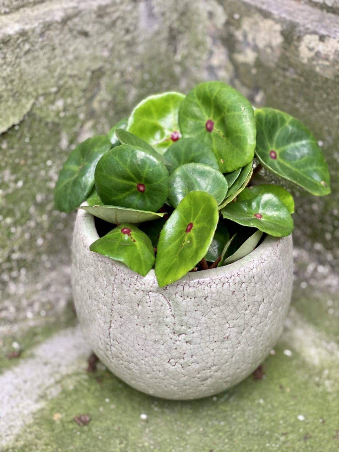 Begonia conchifolia Red Ruby - Jungle Boogie
