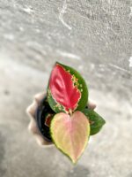 Zdjęcie rośliny Aglaonema Red Cochin, ujęcie 1