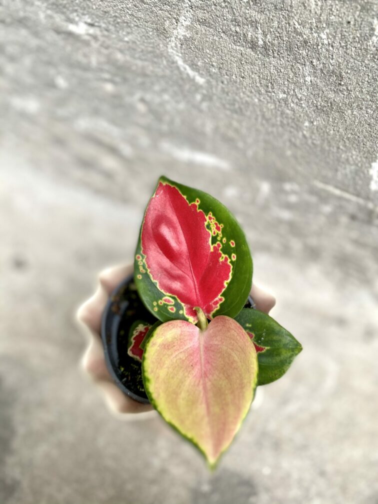 Zdjęcie rośliny Aglaonema Red Cochin, ujęcie 1