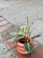 Zdjęcie doniczki lub oslonki: Osłonka Ponton 9x12 cm, ujęcie 2